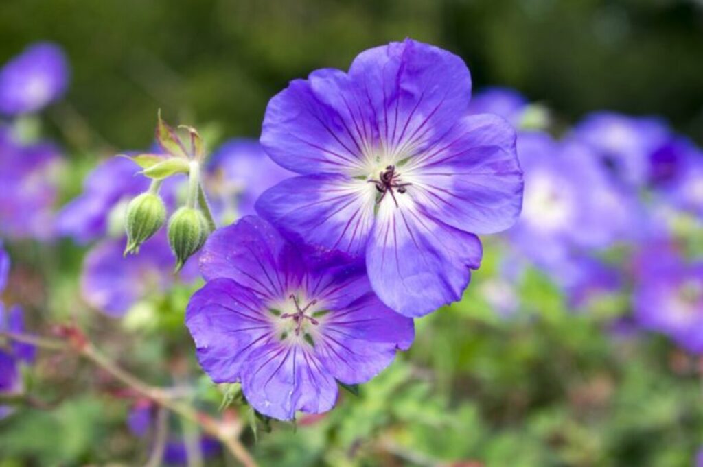 Geranium Rozanne associée à d'autres vivaces au feuillage léger