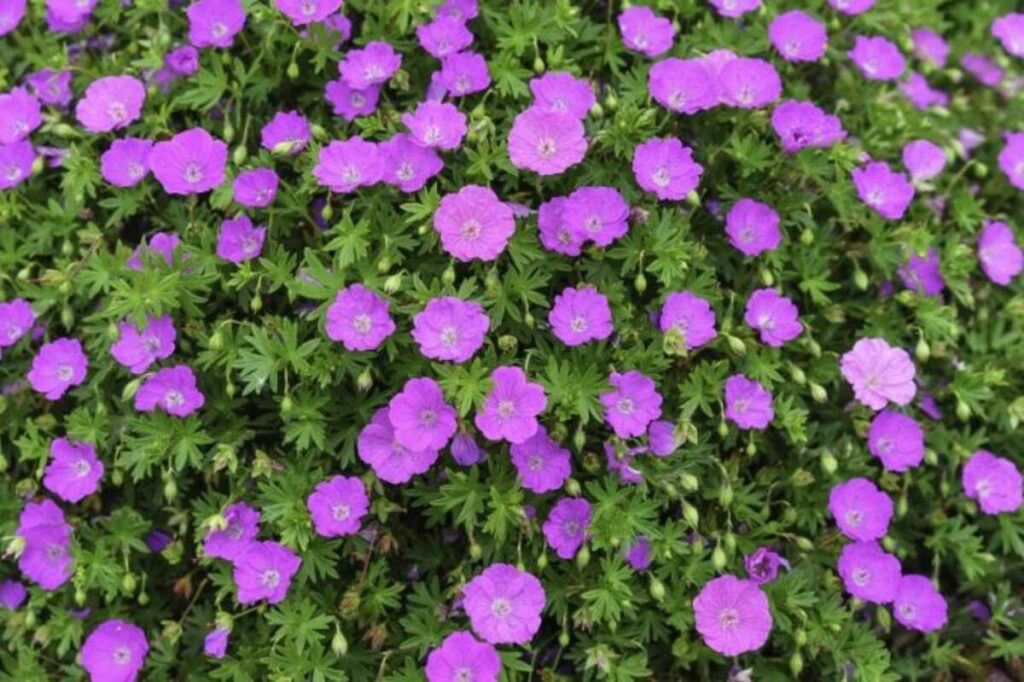 Touffe compacte de Geranium Rozanne au jardin