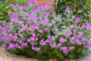 Élue « plante du siècle » en 2025 : cette beauté fleurit à profusion sans aucun entretien