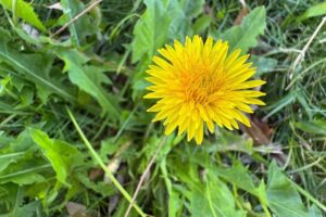 Cette astuce infaillible empêche définitivement les pissenlits de revenir sur votre pelouse