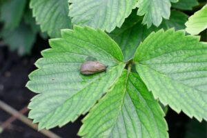 5 astuces de grand-mère infaillibles pour repousser les limaces du jardin en un clin d’œil