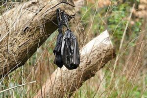 Alerte maximale : si vous voyez ces sacs noirs sur un arbre, fuyez immédiatement !