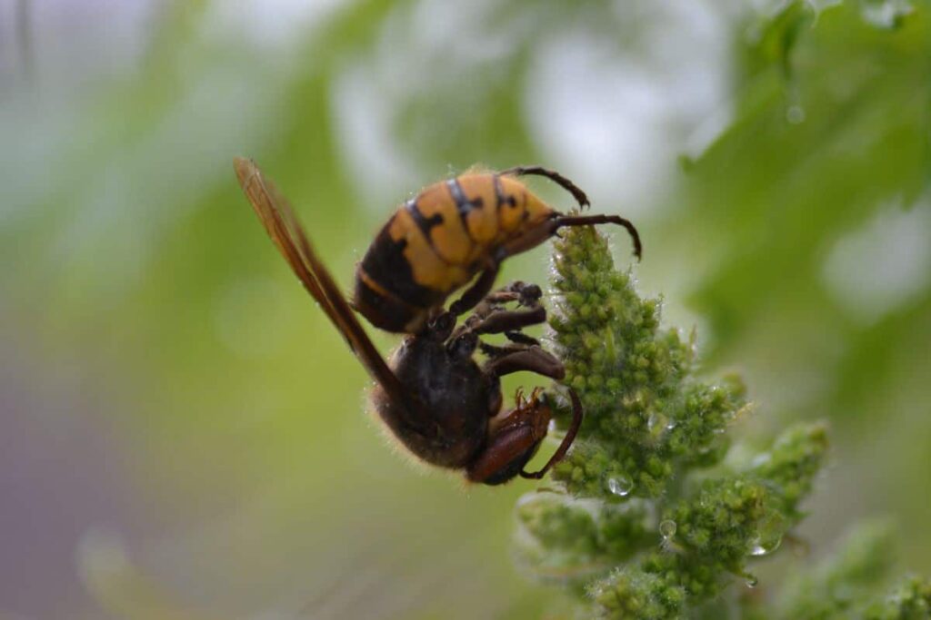 Cette plante miracle à planter d’urgence dans votre jardin : dites enfin adieu aux frelons asiatiques pour de bon !