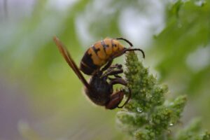 Cette plante miracle à planter d’urgence dans votre jardin : dites enfin adieu aux frelons asiatiques pour de bon !