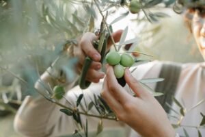 Top 3 des meilleures huiles d’olive à acheter en supermarché : le verdict choc de 60 Millions de consommateurs