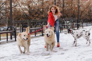 Un chien peut-il oublier son maître ? La vérité bouleversante sur le temps qu’il lui faut