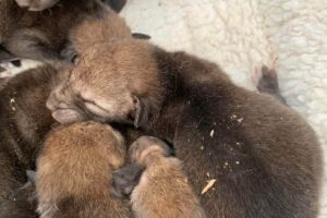 Une femme se précipite pour sauver une portée de chiots, mais la suite est inimaginable